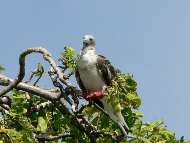 79- Un fou a pieds rouges perche sur son arbre 